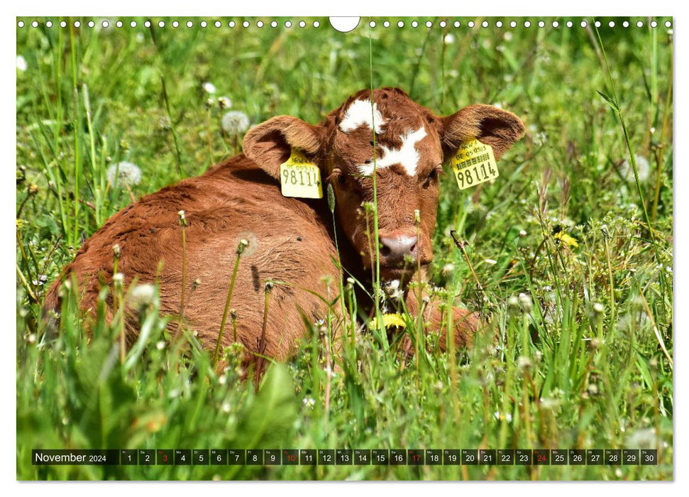 Calves on Eifel meadows (CALVENDO wall calendar 2024) 