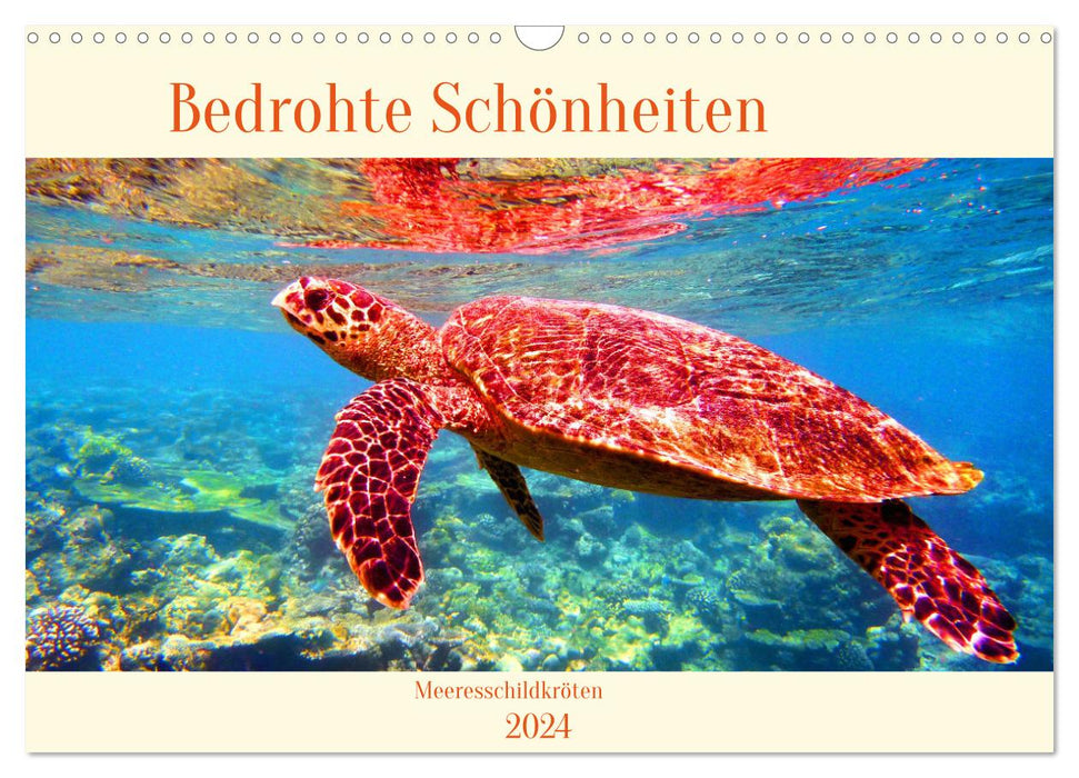 Sea Turtles - Endangered Beauties (CALVENDO Wall Calendar 2024) 