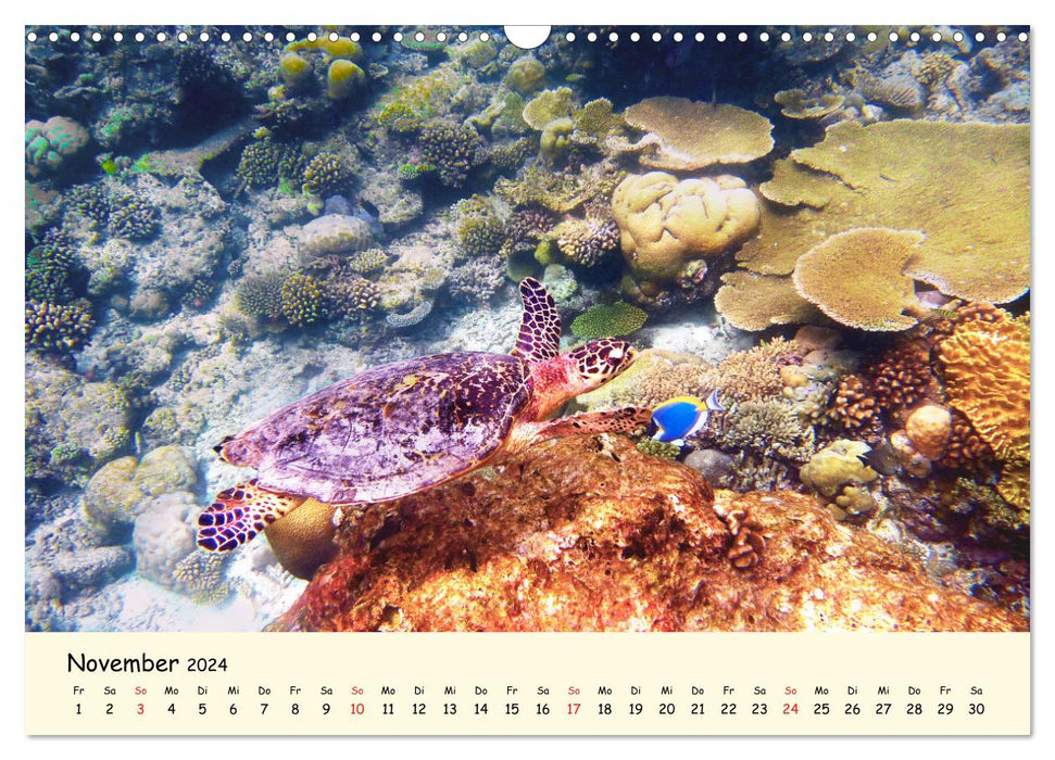 Sea Turtles - Endangered Beauties (CALVENDO Wall Calendar 2024) 