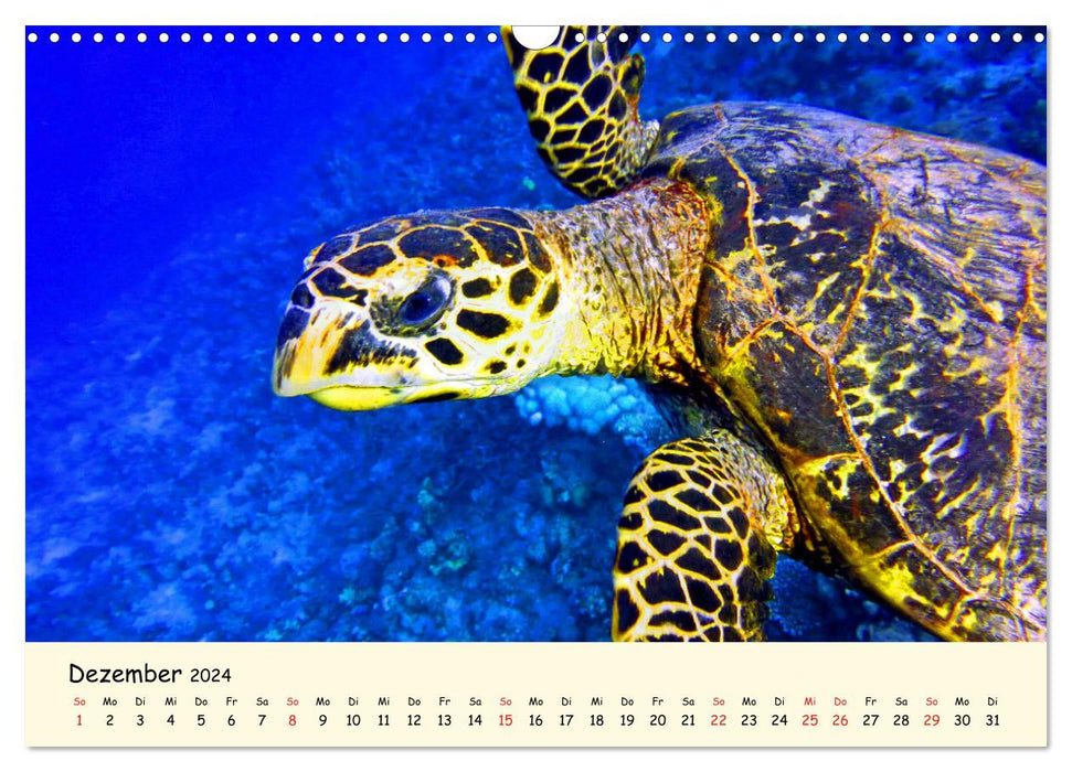 Sea Turtles - Endangered Beauties (CALVENDO Wall Calendar 2024) 