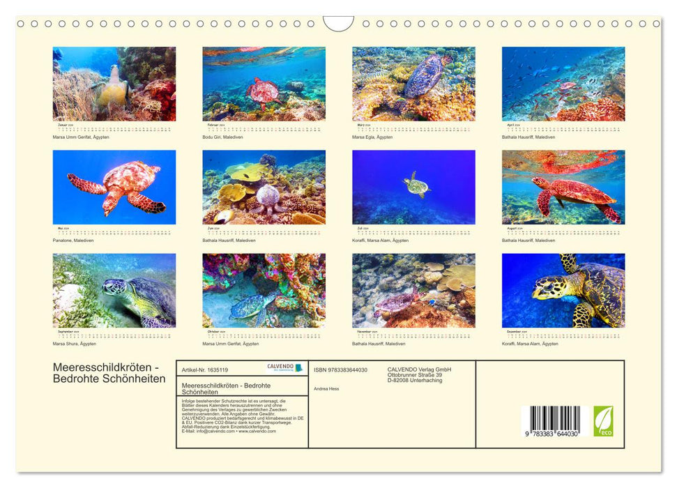 Sea Turtles - Endangered Beauties (CALVENDO Wall Calendar 2024) 