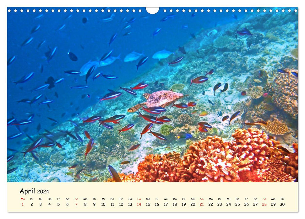 Sea Turtles - Endangered Beauties (CALVENDO Wall Calendar 2024) 