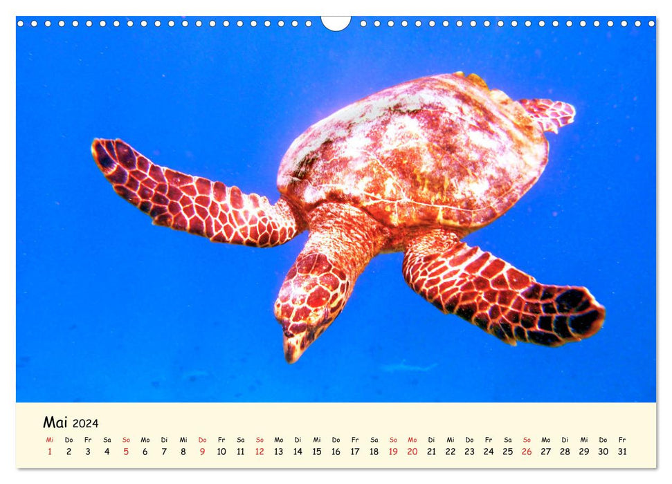 Sea Turtles - Endangered Beauties (CALVENDO Wall Calendar 2024) 