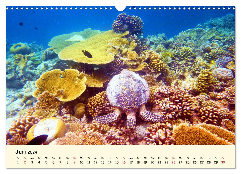 Sea Turtles - Endangered Beauties (CALVENDO Wall Calendar 2024) 