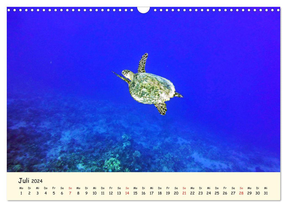 Sea Turtles - Endangered Beauties (CALVENDO Wall Calendar 2024) 
