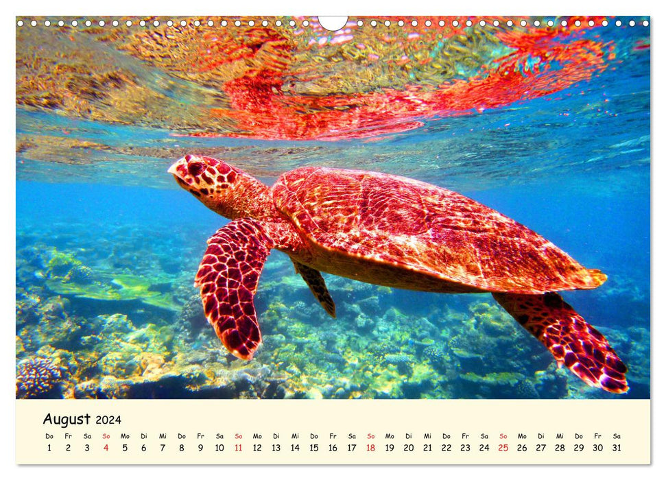 Sea Turtles - Endangered Beauties (CALVENDO Wall Calendar 2024) 