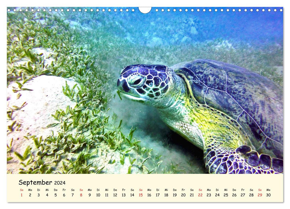 Sea Turtles - Endangered Beauties (CALVENDO Wall Calendar 2024) 