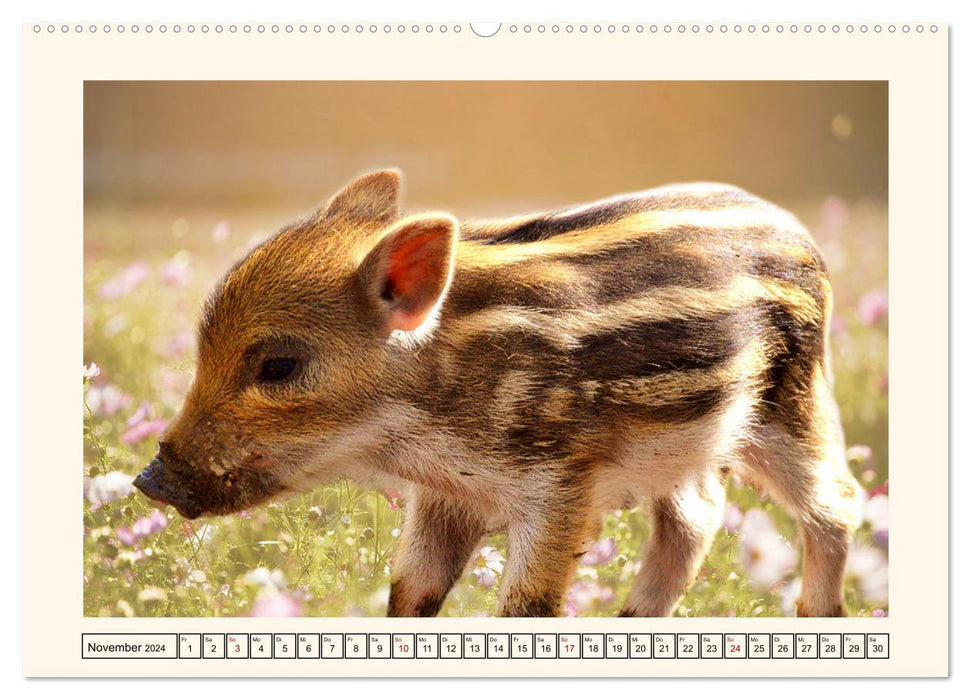 Tierische Schweinereien (CALVENDO Wandkalender 2024)