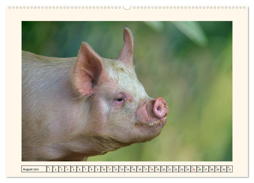 Tierische Schweinereien (CALVENDO Wandkalender 2024)