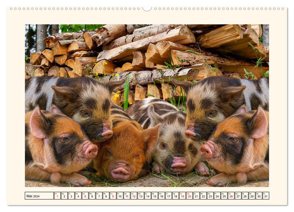 Tierische Schweinereien (CALVENDO Premium Wandkalender 2024)