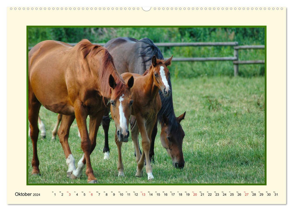 Le printemps au pâturage des chevaux (Calendrier mural CALVENDO Premium 2024) 