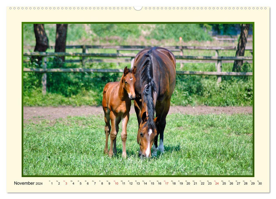 Frühling auf der Pferdeweide (CALVENDO Premium Wandkalender 2024)