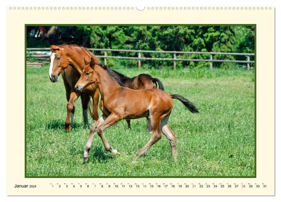 Frühling auf der Pferdeweide (CALVENDO Premium Wandkalender 2024)
