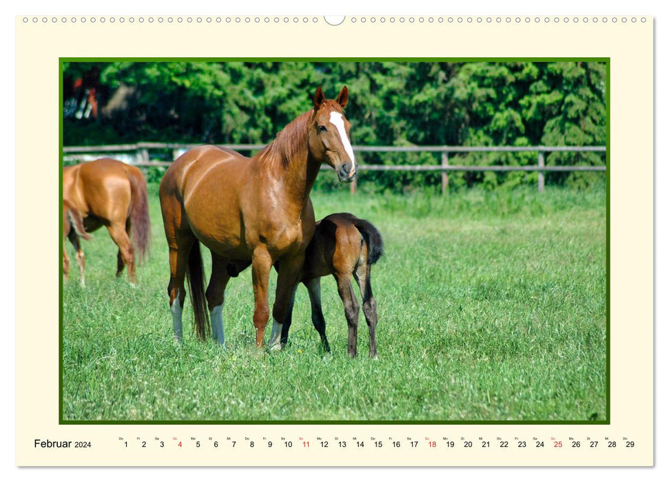 Le printemps au pâturage des chevaux (Calendrier mural CALVENDO Premium 2024) 