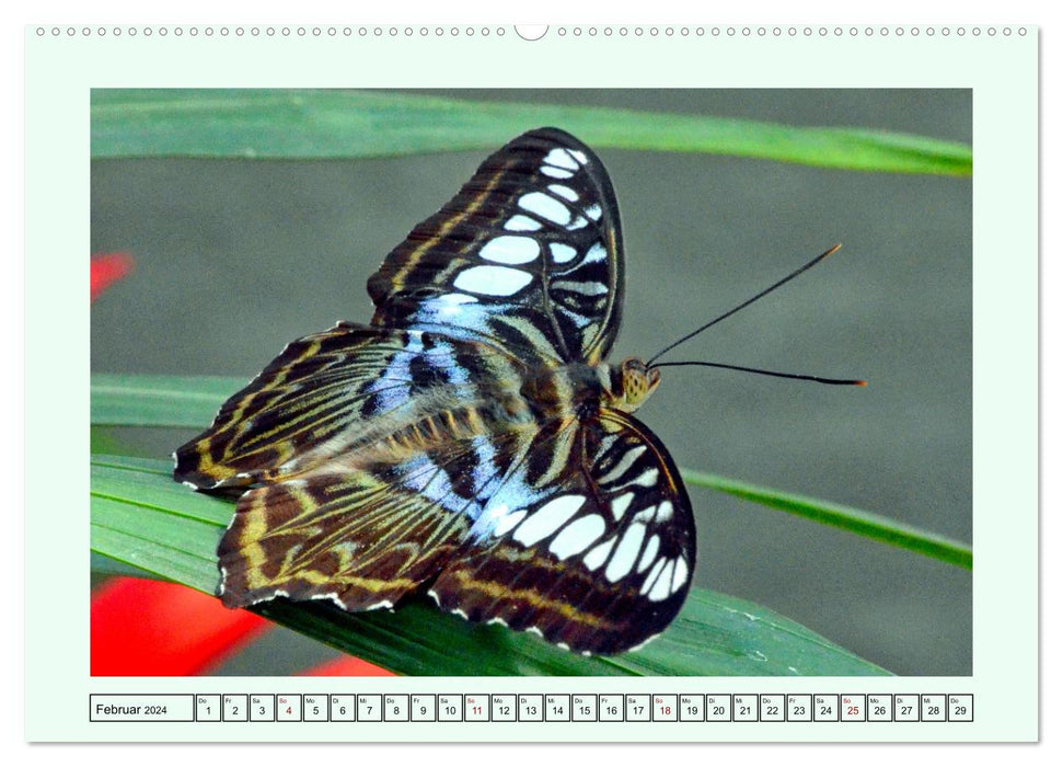 Papillons - Merveilles en filigrane de la nature (Calendrier mural CALVENDO Premium 2024) 