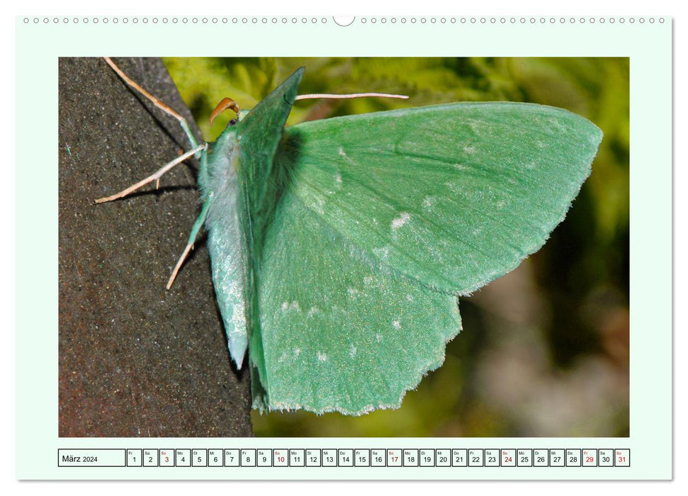 Papillons - Merveilles en filigrane de la nature (Calendrier mural CALVENDO Premium 2024) 