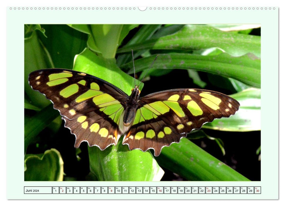 Schmetterlinge - Filigrane Wunderwerke der Natur (CALVENDO Premium Wandkalender 2024)
