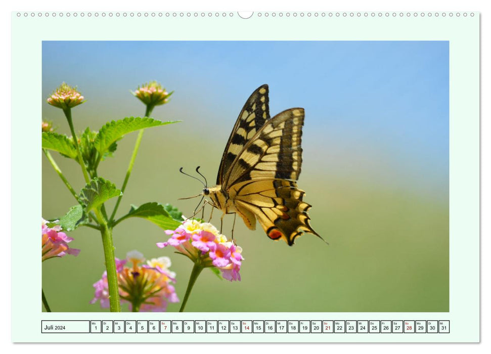 Butterflies - Filigree wonders of nature (CALVENDO Premium Wall Calendar 2024) 