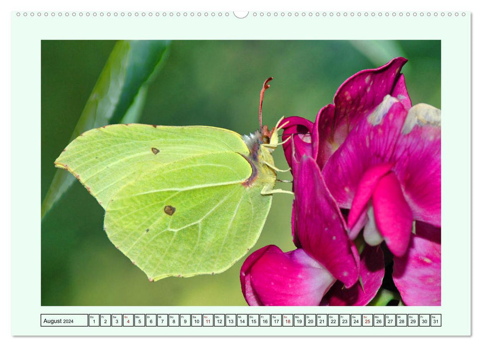 Butterflies - Filigree wonders of nature (CALVENDO Premium Wall Calendar 2024) 