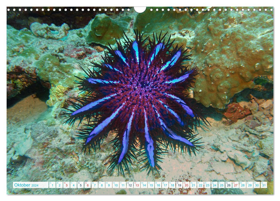 Starfish - Little wonders of nature (CALVENDO wall calendar 2024) 