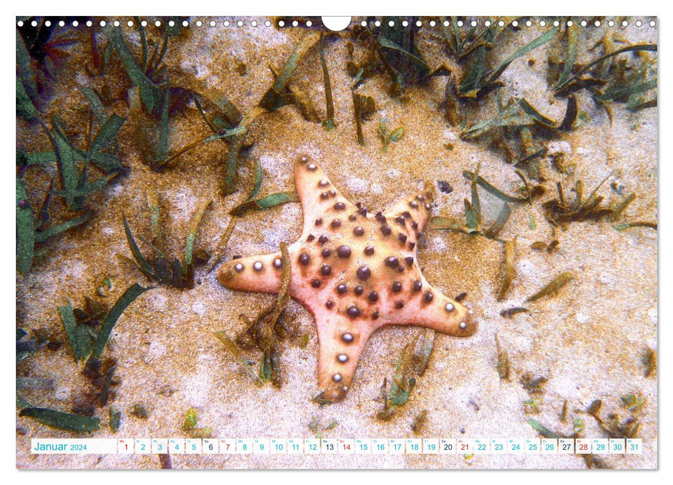 Seesterne - Kleine Wunder der Natur (CALVENDO Wandkalender 2024)