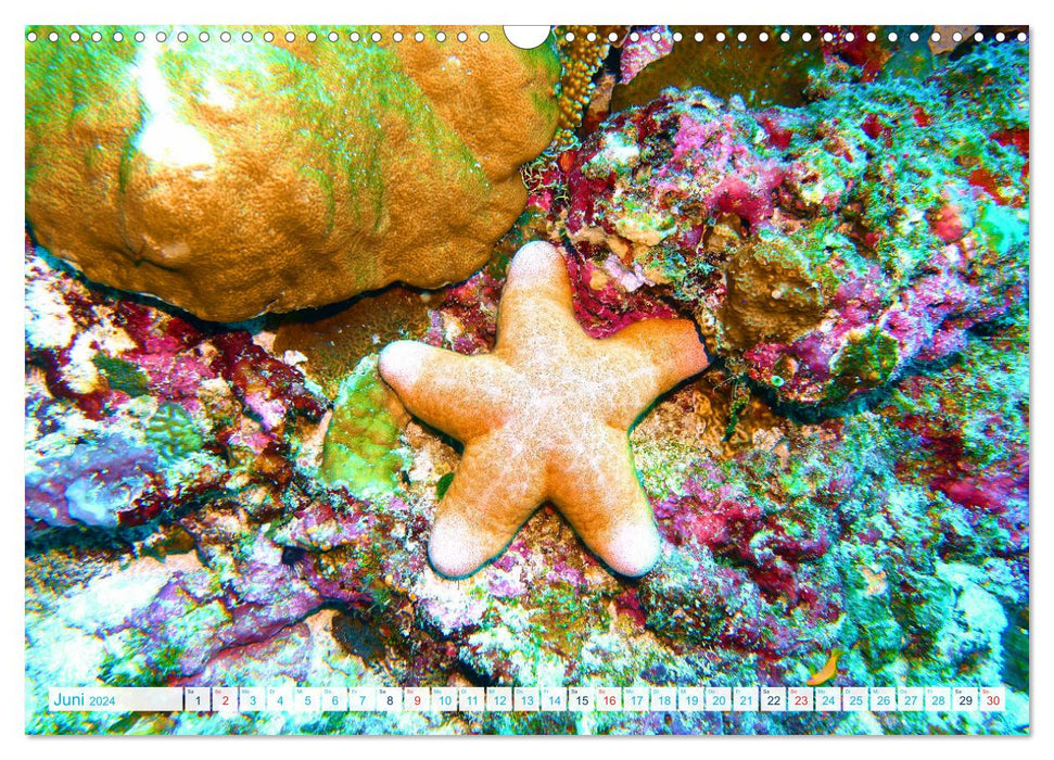 Seesterne - Kleine Wunder der Natur (CALVENDO Wandkalender 2024)