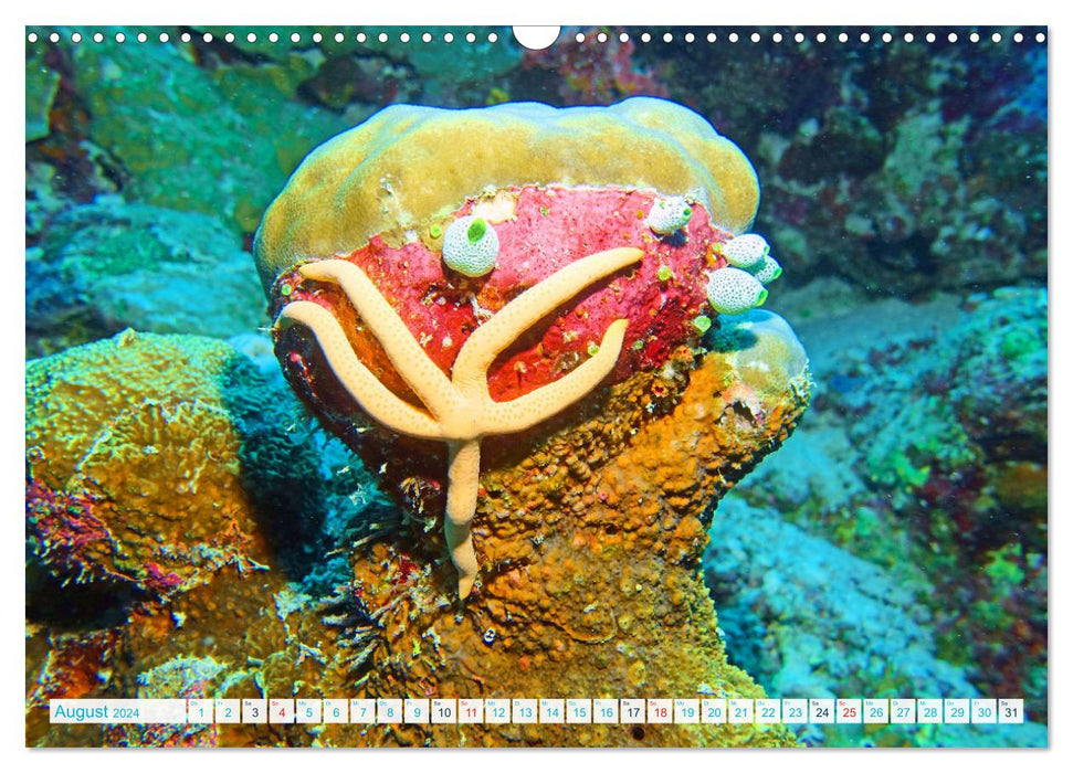 Starfish - Little wonders of nature (CALVENDO wall calendar 2024) 