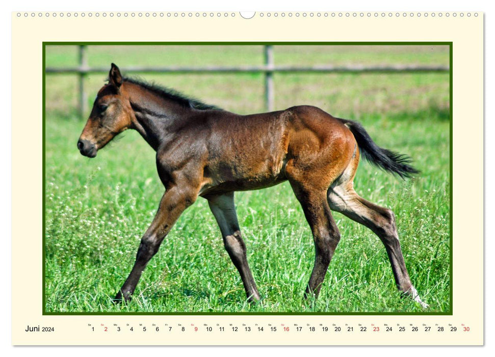 Spring on the horse pasture (CALVENDO wall calendar 2024) 