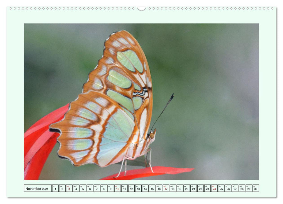 Schmetterlinge - Filigrane Wunderwerke der Natur (CALVENDO Wandkalender 2024)