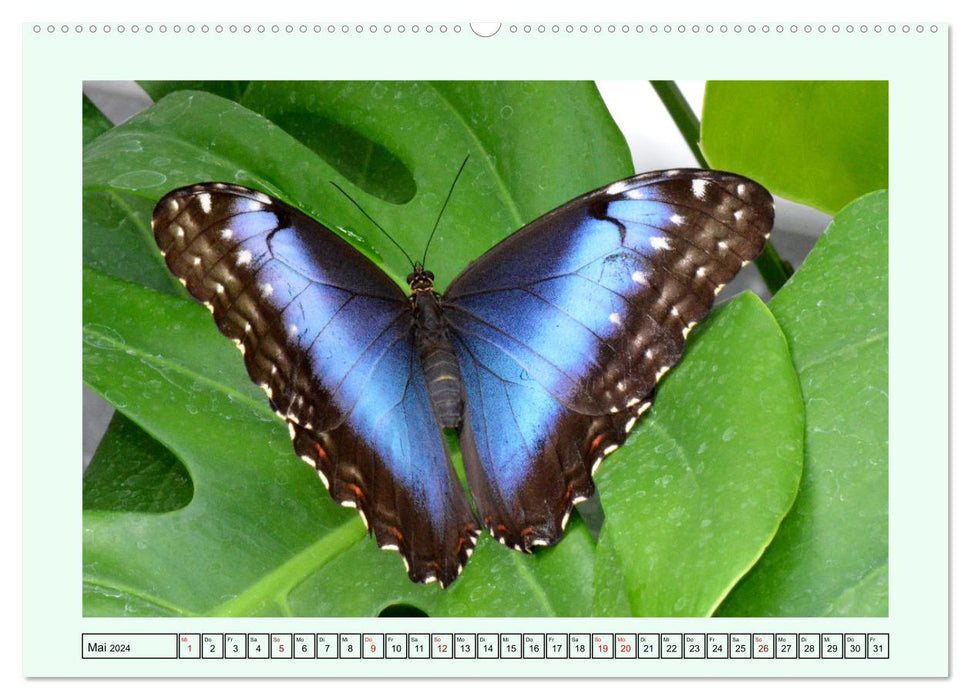 Butterflies - Filigree wonders of nature (CALVENDO wall calendar 2024) 