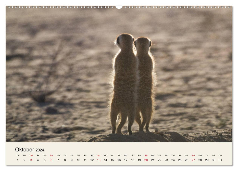 Kalahari - Animal wealth in the Kgalagadi Transfrontier Park, South Africa (CALVENDO Premium Wall Calendar 2024) 