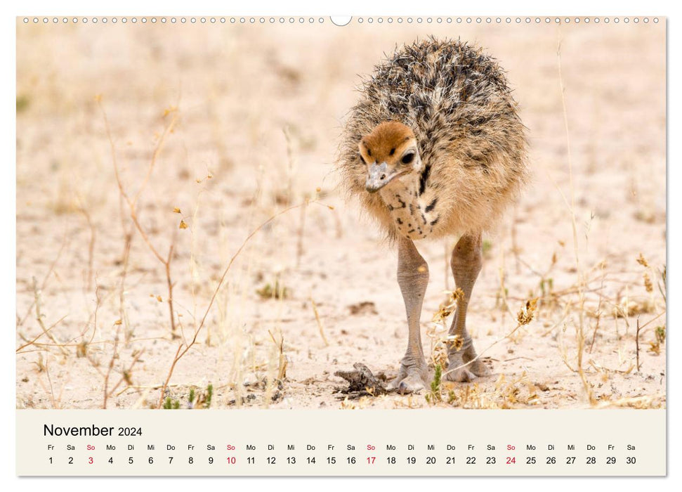 Kalahari - Animal wealth in the Kgalagadi Transfrontier Park, South Africa (CALVENDO Premium Wall Calendar 2024) 