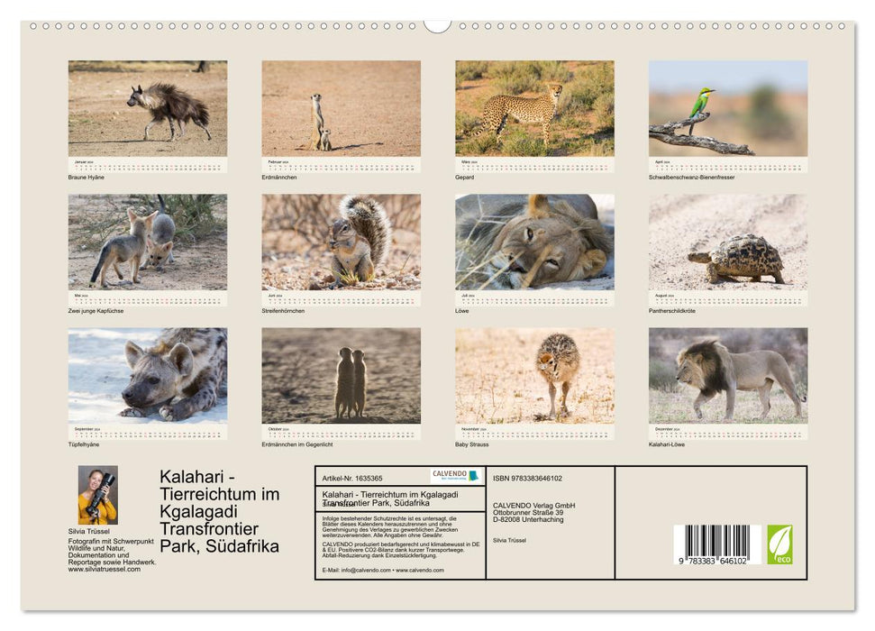 Kalahari - Tierreichtum im Kgalagadi Transfrontier Park, Südafrika (CALVENDO Premium Wandkalender 2024)