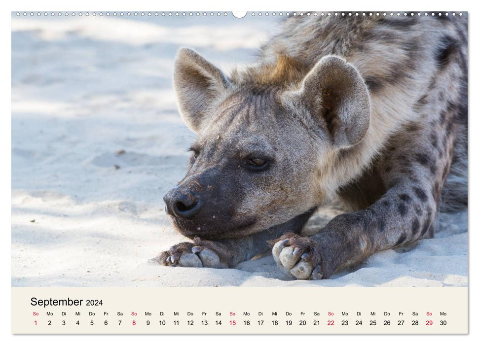 Kalahari - Tierreichtum im Kgalagadi Transfrontier Park, Südafrika (CALVENDO Wandkalender 2024)