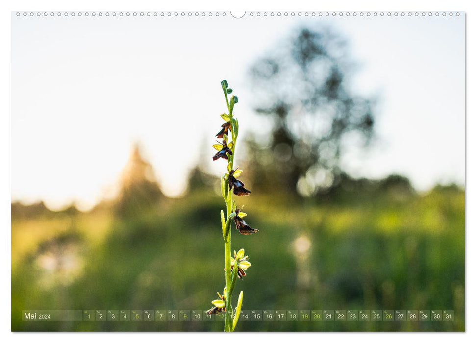 Orchideenzeit auf der Schwäbischen Alb (CALVENDO Wandkalender 2024)