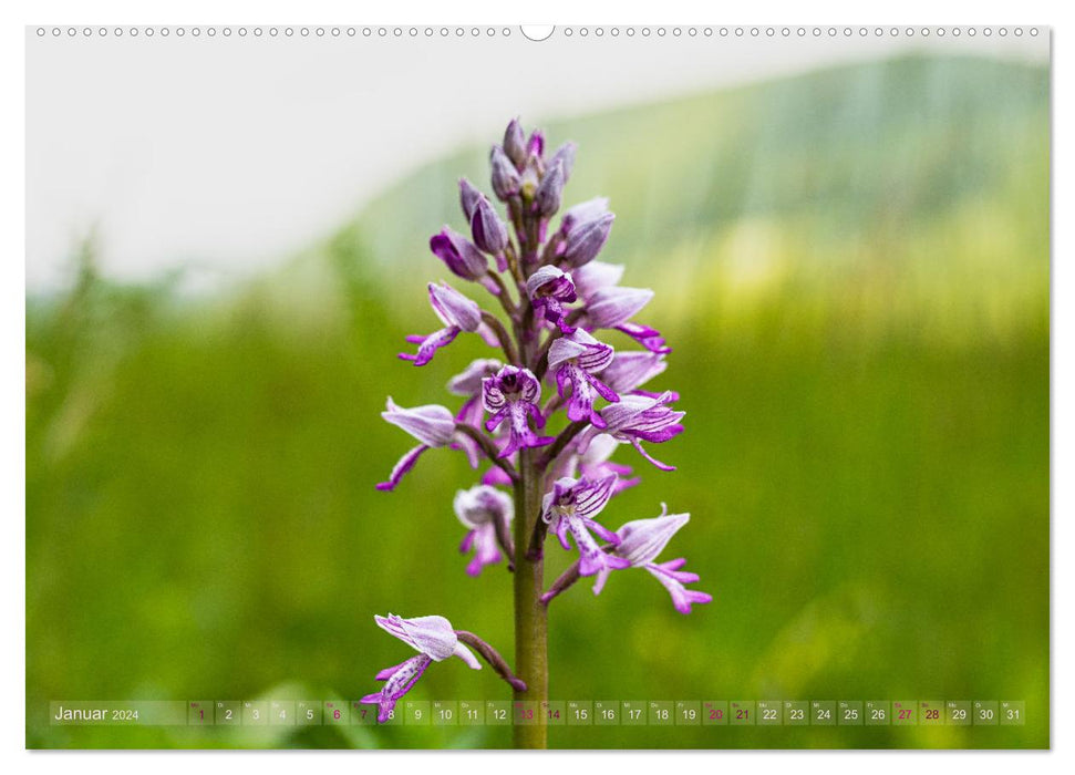Orchideenzeit auf der Schwäbischen Alb (CALVENDO Premium Wandkalender 2024)