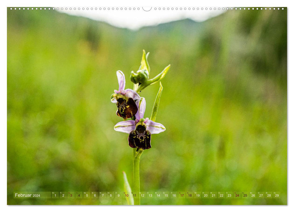 Orchideenzeit auf der Schwäbischen Alb (CALVENDO Premium Wandkalender 2024)