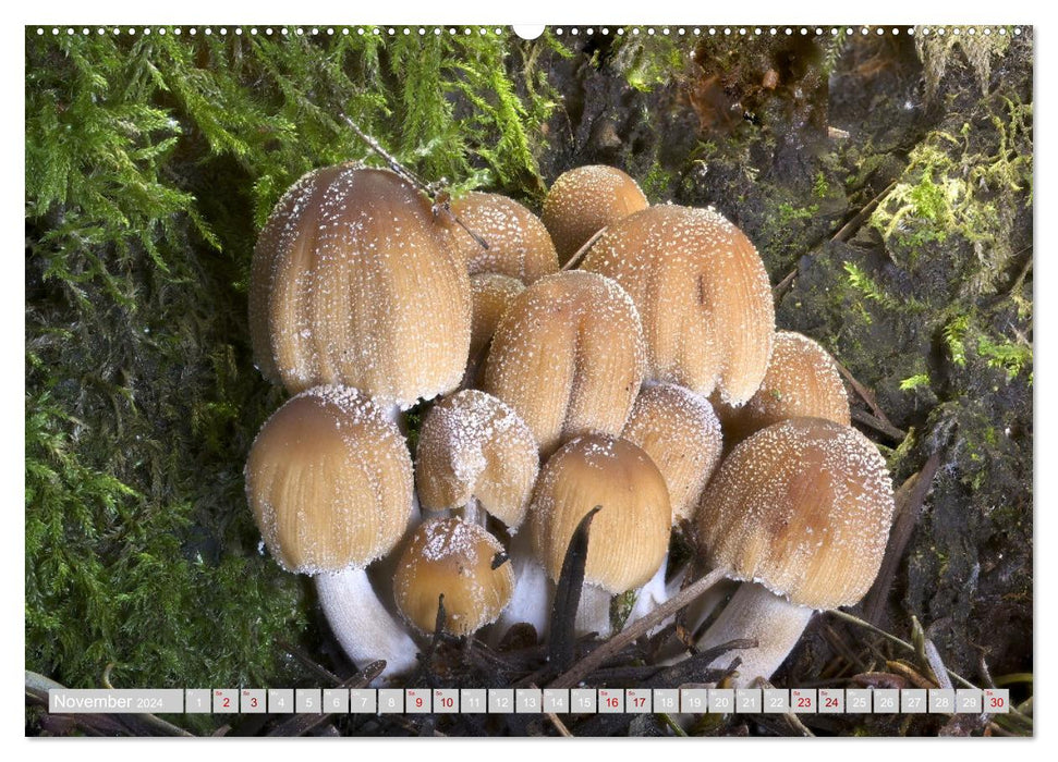 Pilze vor der Makrolinse 2024 (CALVENDO Premium Wandkalender 2024)