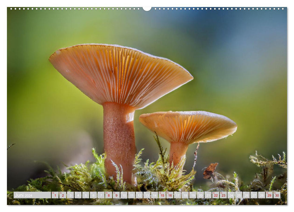 Pilze vor der Makrolinse 2024 (CALVENDO Premium Wandkalender 2024)
