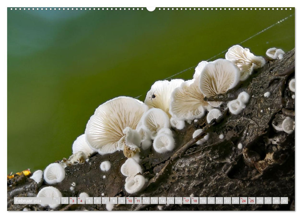 Pilze vor der Makrolinse 2024 (CALVENDO Wandkalender 2024)
