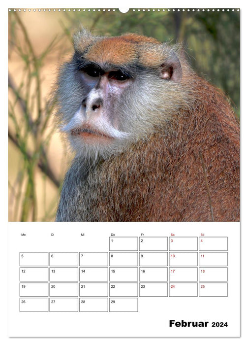 Moment of the Monkeys 2024 (CALVENDO Premium Wall Calendar 2024) 