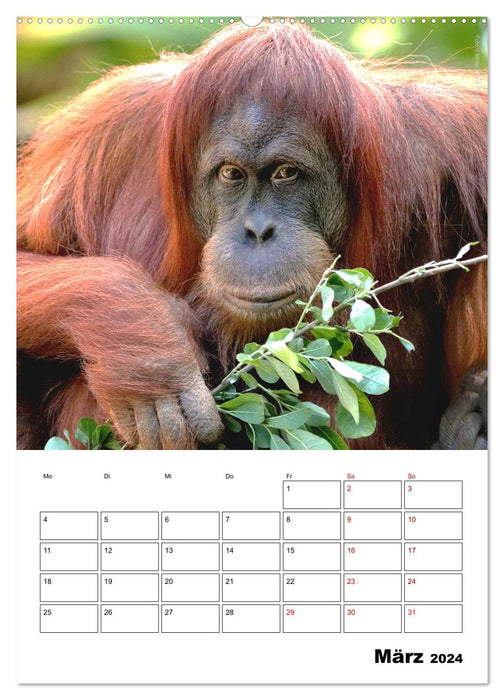 Moment of the Monkeys 2024 (CALVENDO Premium Wall Calendar 2024) 