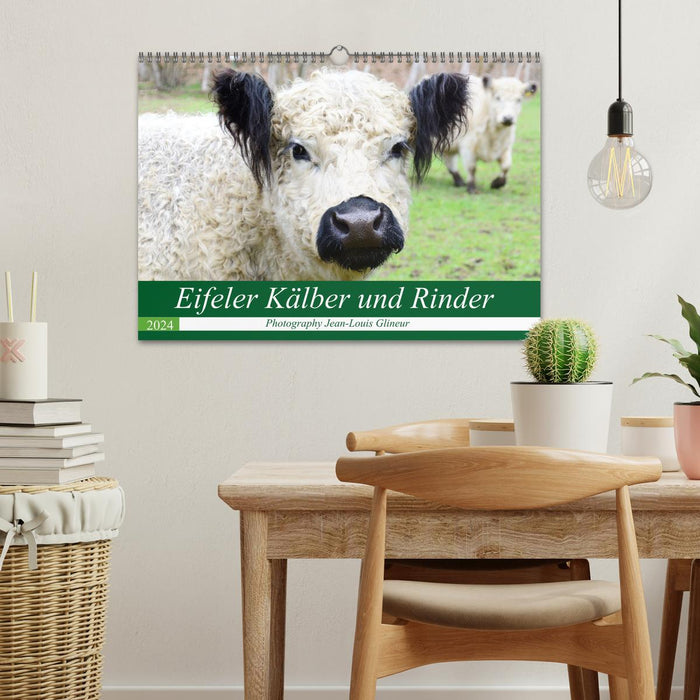 Eifel calves and cattle (CALVENDO wall calendar 2024) 