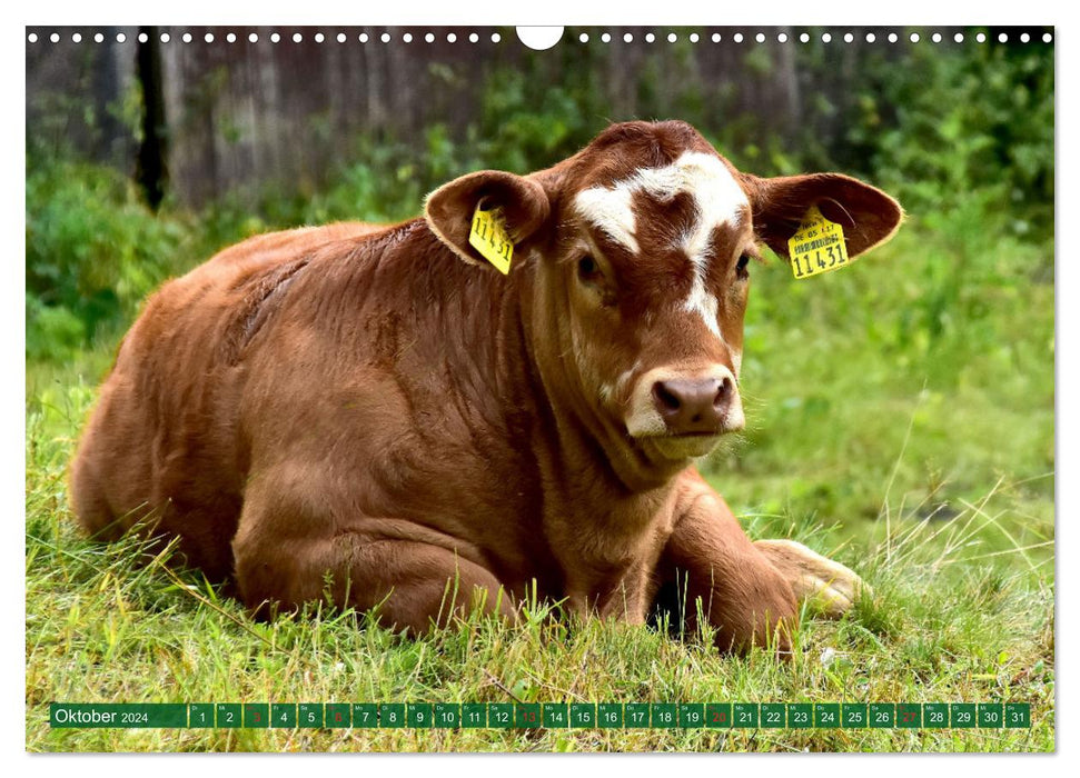 Eifeler Kälber und Rinder (CALVENDO Wandkalender 2024)