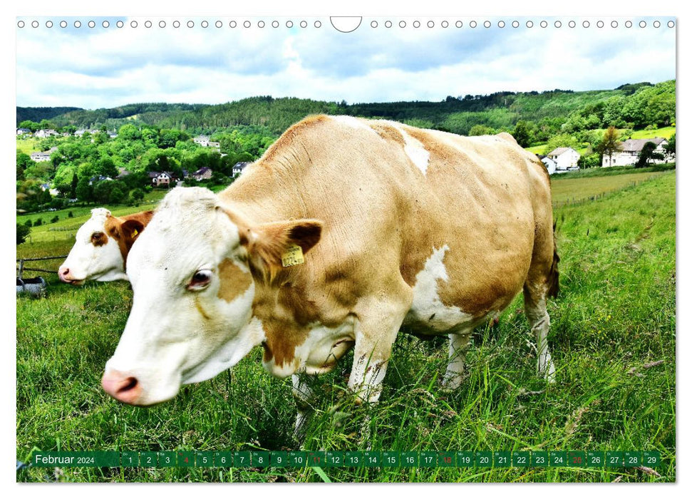 Eifeler Kälber und Rinder (CALVENDO Wandkalender 2024)