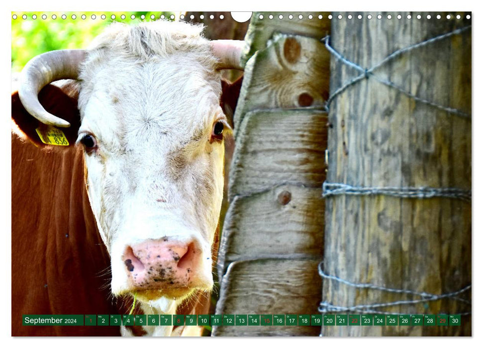Eifel calves and cattle (CALVENDO wall calendar 2024) 