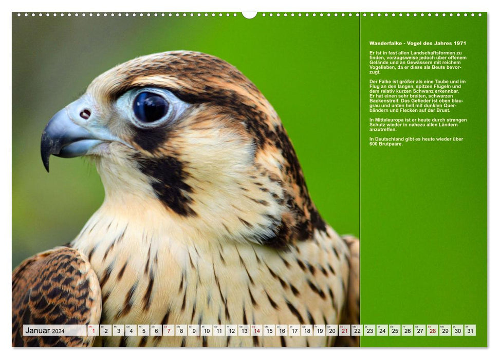 Oiseaux locaux de l'année (calendrier mural CALVENDO 2024) 
