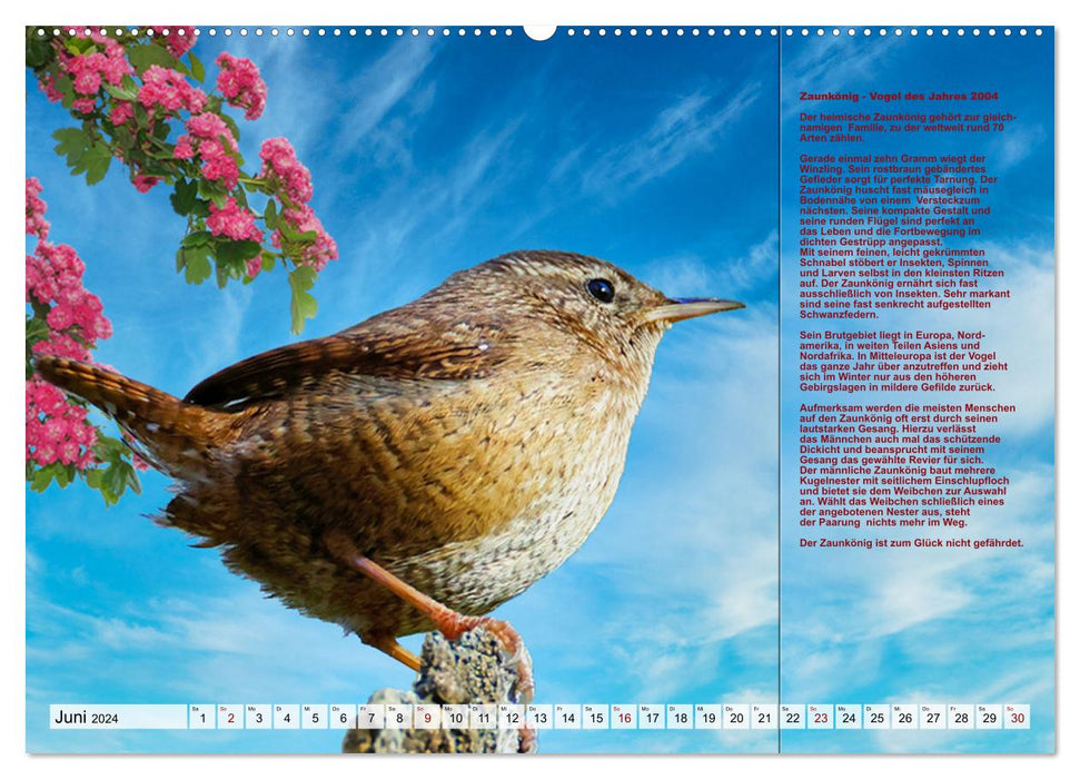 Heimische Vögel des Jahres (CALVENDO Wandkalender 2024)