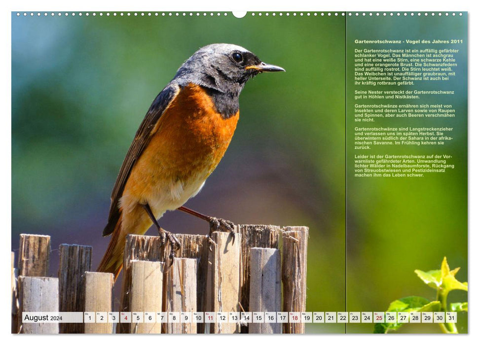Heimische Vögel des Jahres (CALVENDO Wandkalender 2024)