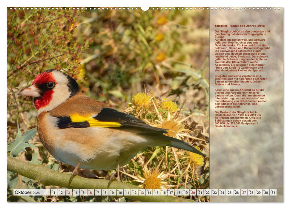 Heimische Vögel des Jahres (CALVENDO Premium Wandkalender 2024)